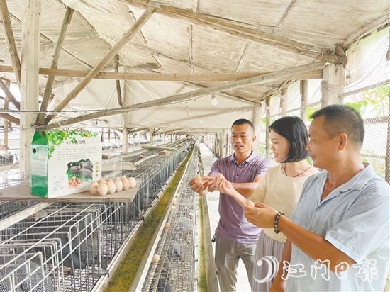 馮匯琪（中）走進(jìn)珍珠雞養(yǎng)殖場(chǎng)，為弓田村土特產(chǎn)“帶貨”。
