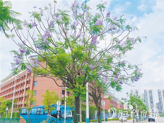 藍(lán)紫色的花朵如夢(mèng)如幻。