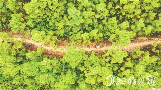 選手們騎行在山林間，和恩平美麗自然風(fēng)光融為一體。