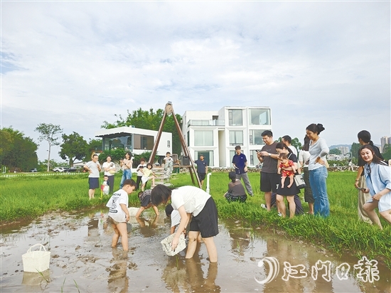 近段時(shí)間，不少外地游客專(zhuān)門(mén)到恩平市簕菜文化創(chuàng)意園參與農(nóng)耕活動(dòng)。