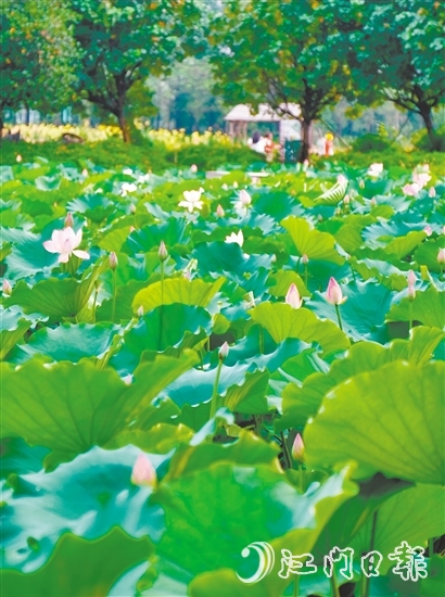 江海都市農(nóng)業(yè)生態(tài)園荷花悄然綻放，預(yù)計端午前后進入盛花期。龔靜