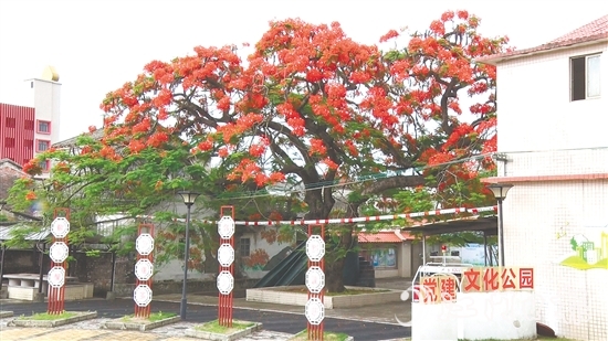 坑口村的鳳凰花盛開，恰似天邊燃燒的云霞。