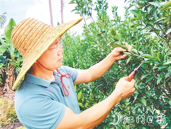 葉朝勝正為新會柑樹修剪枝葉。