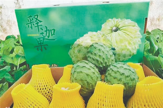 昆中村聚力發(fā)展釋迦果種植，走出“甜蜜致富路”。