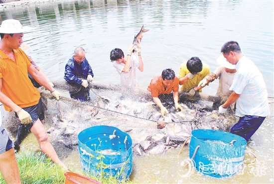 好山出好水、好水養(yǎng)好魚，恩平水資源豐富，水質(zhì)優(yōu)良，適合發(fā)展水產(chǎn)養(yǎng)殖。