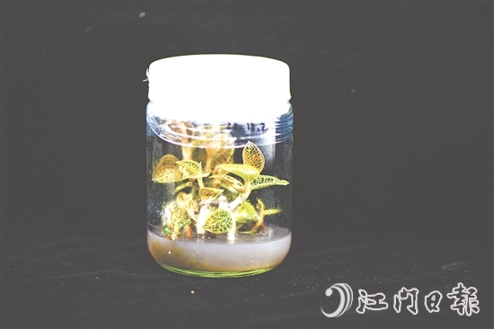 金線蘭全草均可入藥，曾被譽(yù)為“藥中之王”。