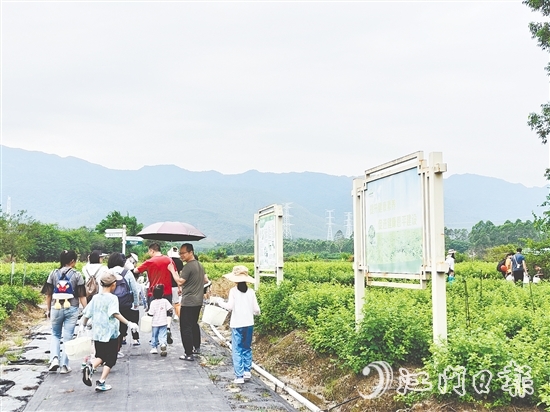 恩平市簕菜文化創(chuàng)意園打造集文旅、飲食、研學(xué)、農(nóng)耕等于一體的旅游綜合體。