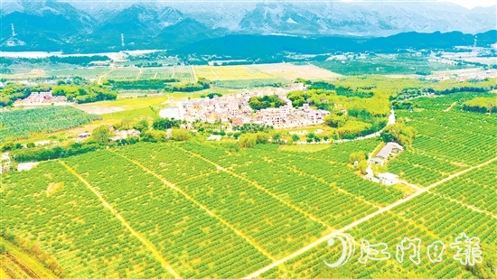 沙湖鎮(zhèn)茶枝柑種植漸成規(guī)模。