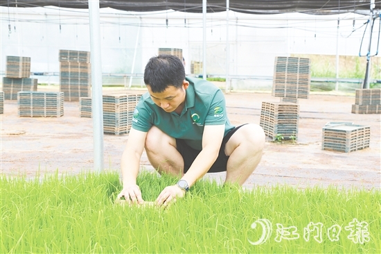 育秧大棚里，王曉庭俯身察看秧苗長(zhǎng)勢(shì)。