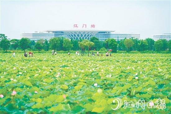 新會梅江農(nóng)業(yè)生態(tài)園中荷花已綻放，將于6-7月迎來盛花期。