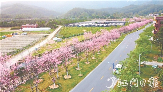 鶴山市堅(jiān)持全市“一盤棋”推進(jìn)鄉(xiāng)村綠化工作。圖為鶴城鎮(zhèn)城西村櫻花大道。