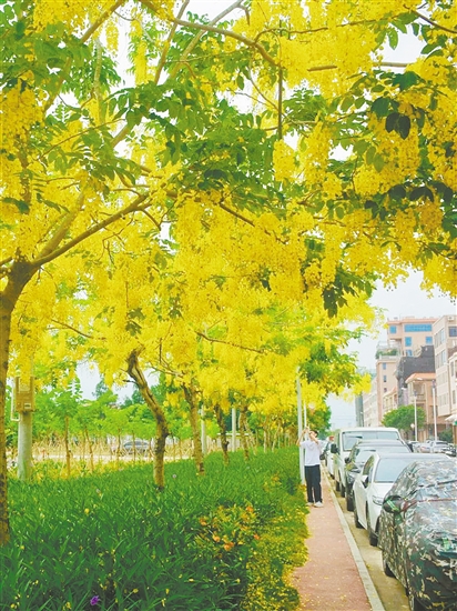 大鰲鎮(zhèn)東風(fēng)村臘腸花盛開。