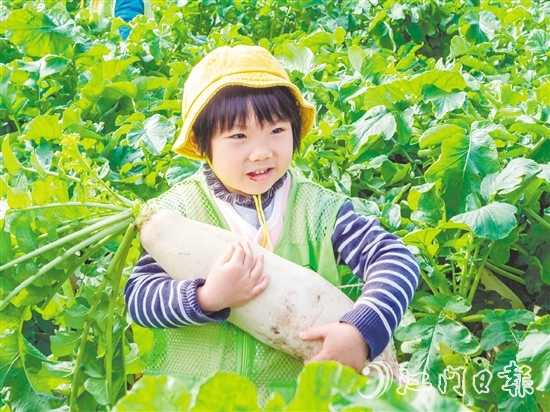 崖門甜水蘿卜肉質(zhì)細(xì)膩、清甜無(wú)渣。