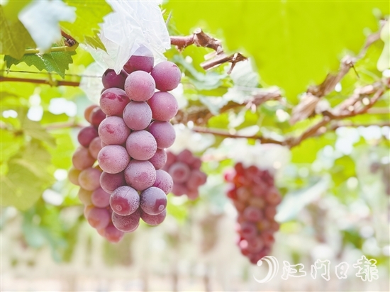 禮樂葡萄皮薄肉厚，甜度高。