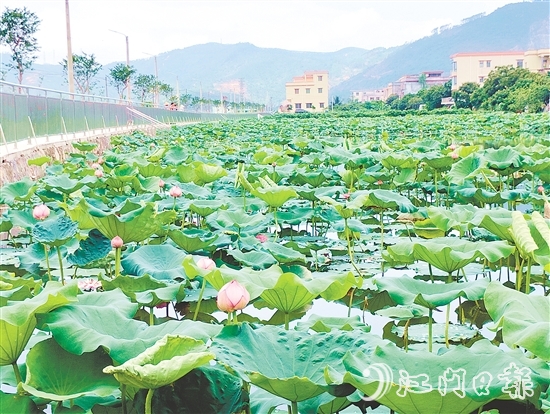 村內新增的荷花池風景優(yōu)美，成為村民休閑放松的好去處。