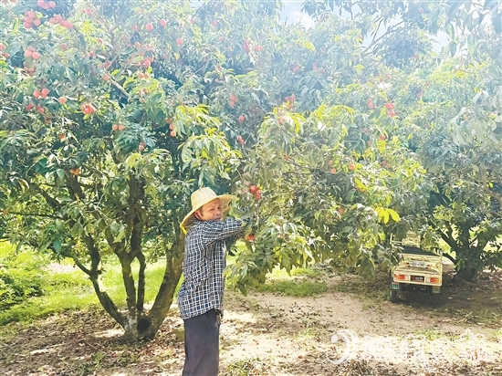 北陡鎮(zhèn)部分品種的荔枝已上市。