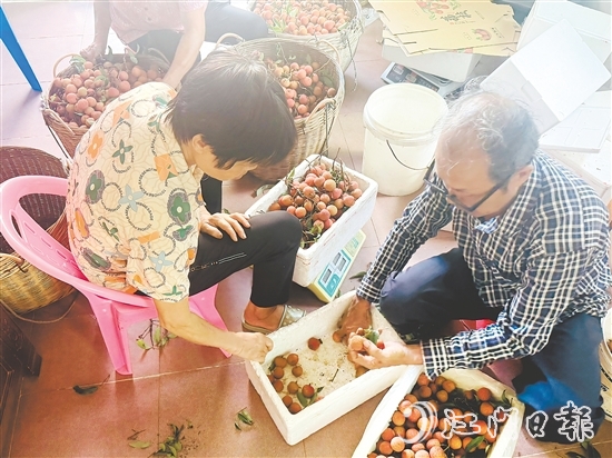 北陡鎮(zhèn)的果農(nóng)忙著將荔枝分揀裝箱。