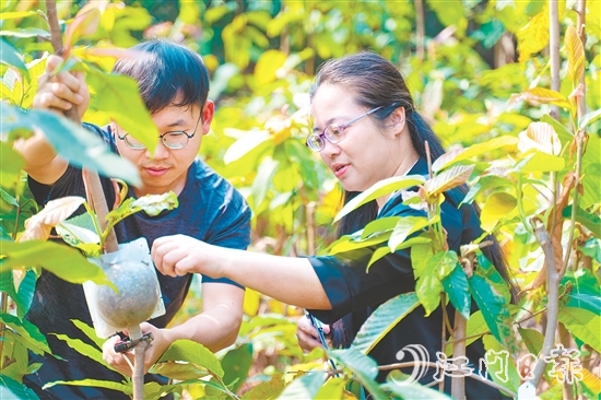 劉一貞深入一線化身“樹木醫(yī)生”。