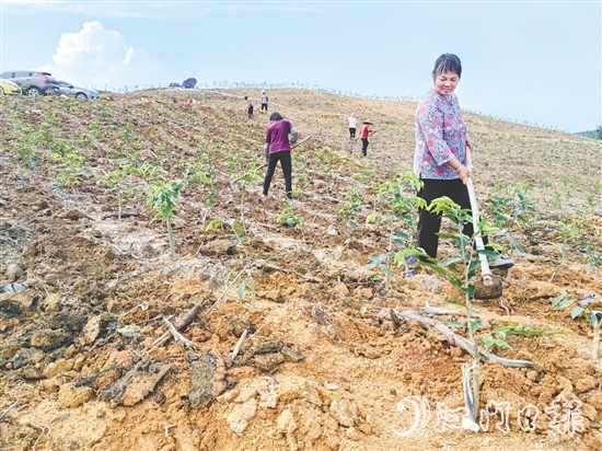 鶴城鎮(zhèn)坑尾村依托林地資源連片、坡度緩和等良好條件，主動(dòng)引入沉香種植和深加工產(chǎn)業(yè)。