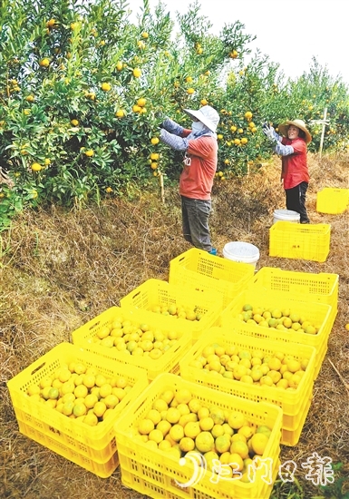 恩平壯大茶枝柑產(chǎn)業(yè)，帶動農(nóng)戶增收致富。