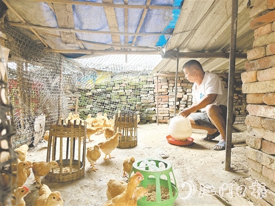 勞大叔掌握養(yǎng)雞技術(shù)后，家里的生活發(fā)生了變化。