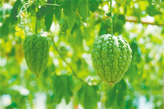 杜阮涼瓜體形肥大，肉厚色綠。