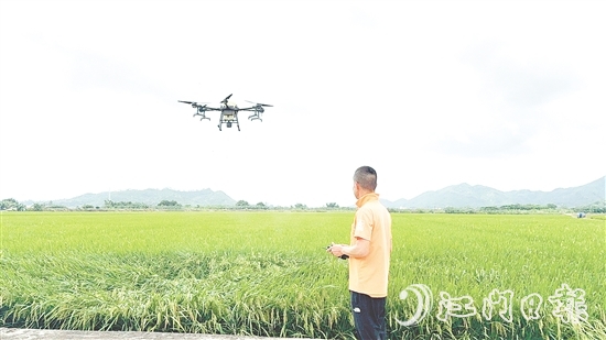 農(nóng)業(yè)技術人員利用大型植保無人機對農(nóng)田進行補肥殺蟲。