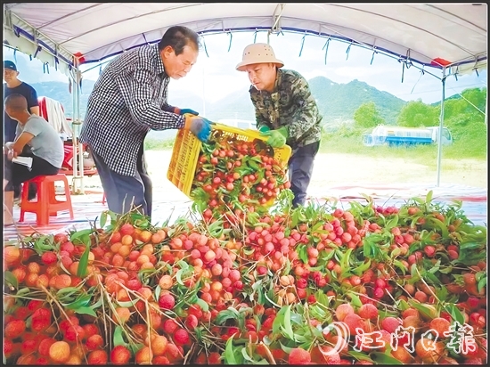 臺山市新時代文明實踐中心發(fā)揮“8+N”志愿服務總隊牽頭作用，聯(lián)合北陡鎮(zhèn)新時代文明實踐所加強與當?shù)剞r(nóng)業(yè)部門的溝通對接，助力打響北陡荔枝品牌，成為新時代文明實踐的鮮活注腳。