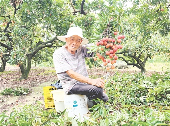 今年宅梧荔枝總產(chǎn)量預(yù)計(jì)250萬公斤，目前已陸續(xù)上市。