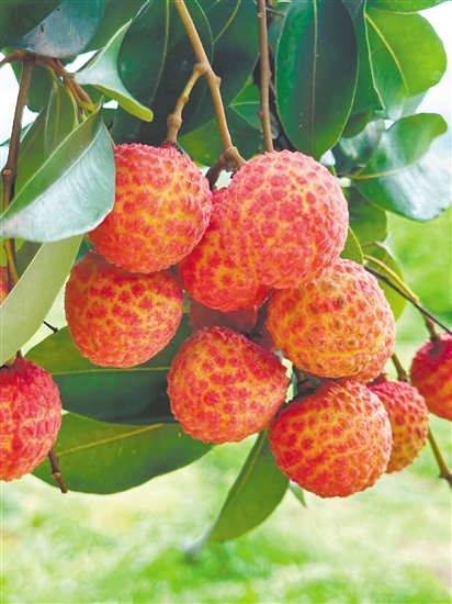 荔枝雖味美，但不要貪吃。