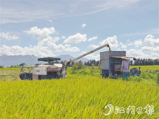 汶村鎮(zhèn)上萬畝稻田迎來豐收，大耕戶爭分奪秒搶收。