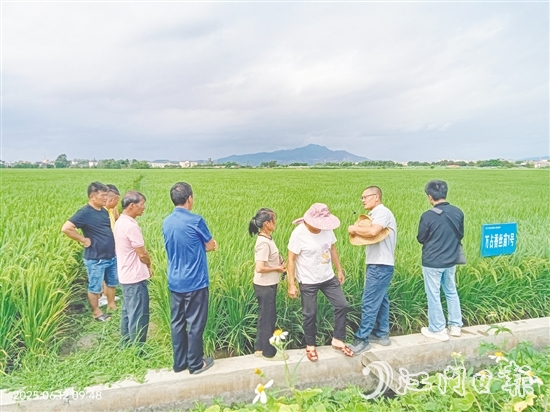 與會(huì)專家在田間為農(nóng)戶現(xiàn)場講解水稻種植要領(lǐng)。