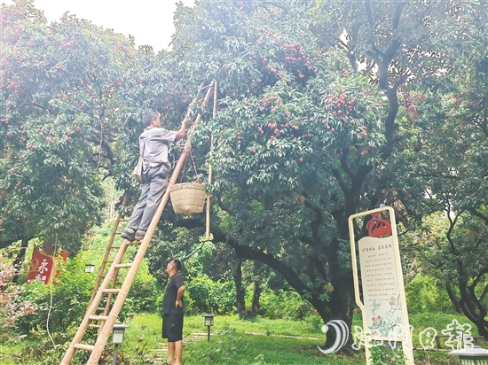 沙崗村的村民忙著摘荔枝。