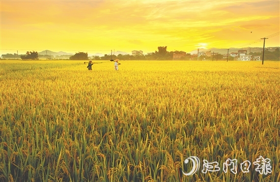 恩平大米富含硒元素，這一得天獨(dú)厚的自然稟賦是區(qū)別于其他產(chǎn)區(qū)大米的核心特質(zhì)之一。