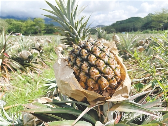那吉鎮(zhèn)遠離工業(yè)污染，山清水秀，雨水充沛，氣候溫暖，種出來的鳳梨品質(zhì)優(yōu)良。