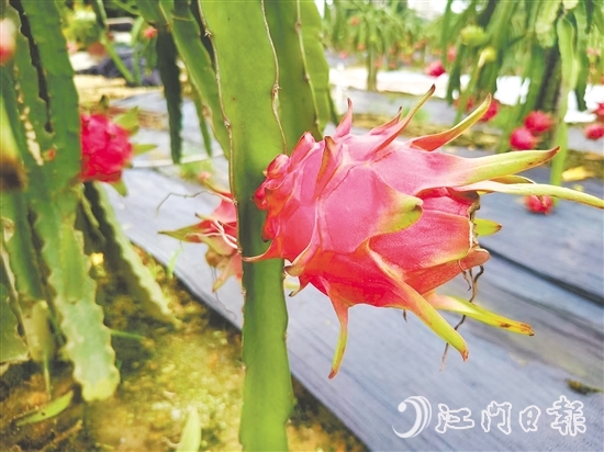 紅肉火龍果甜度高、營養(yǎng)價值豐富。