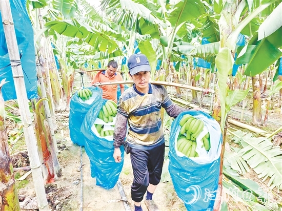 農(nóng)戶們滿身大汗，穿梭于蕉林中搬運香蕉。