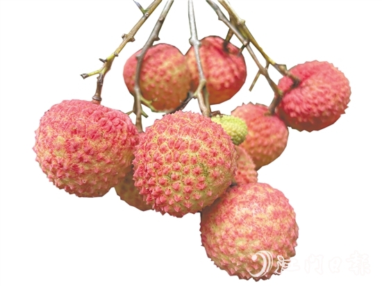 沙湖鎮(zhèn)種出的掛綠荔枝甜脆香糯。