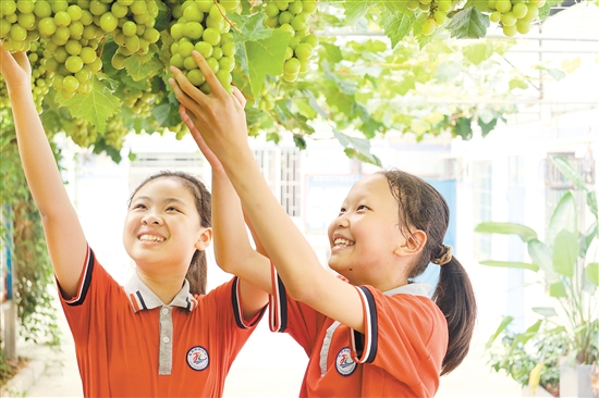 同學(xué)們親手采摘葡萄。