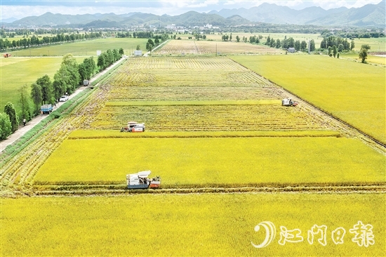 莘村村位于“廣東第一田”萬畝高產(chǎn)示范片核心區(qū)，科技賦能的強(qiáng)勁浪潮以磅礴之勢(shì)重塑這片土地的面貌與內(nèi)核，煥發(fā)全新生機(jī)與活力。