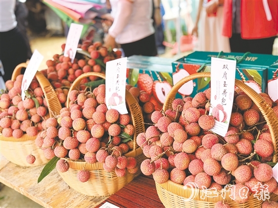 北陡鎮(zhèn)的雙肩玉荷包荔枝錯峰上市。
