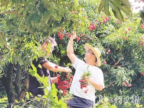 游客開心采摘荔枝，果園內(nèi)一片歡聲笑語。