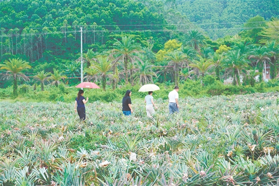 游客到田里摘鳳梨。