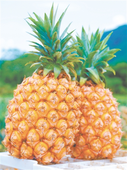 恩平那吉鳳梨。