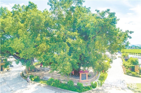 廣海鎮(zhèn)靖安村緊緊圍繞得天獨厚的“綠色瑰寶”，全力打造獨具“海絲”風(fēng)情的菩提古樹公園。