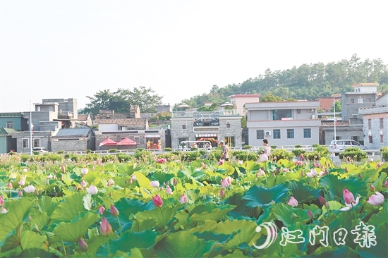 荷花嘉年華開幕以荷為紐帶，精心策劃多個特色環(huán)節(jié)，為游客帶來沉浸式體驗。