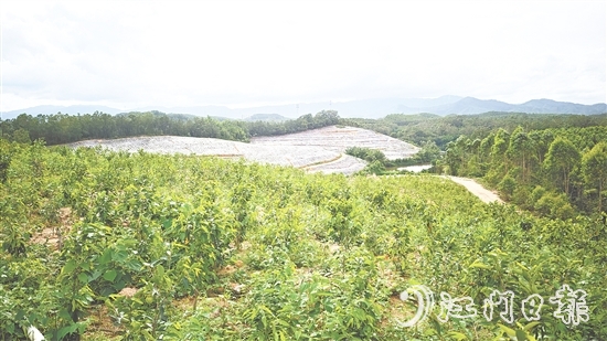 鶴城鎮(zhèn)坑尾村搶抓政策機(jī)遇，整合土地資源，成功引入廣東華南鶴香農(nóng)業(yè)發(fā)展有限公司投資約2億元，孵化沉香產(chǎn)業(yè)“一條鏈”。