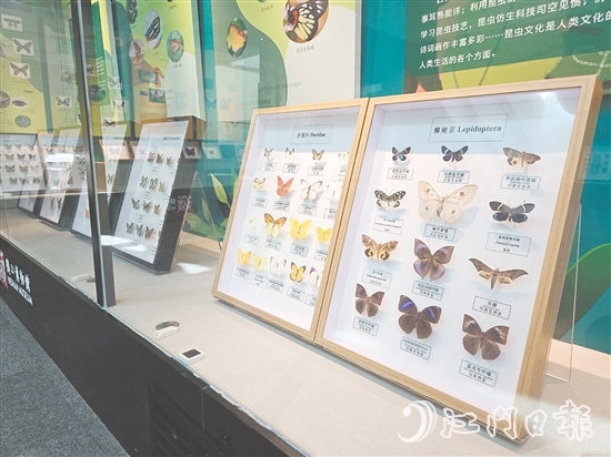 精美的昆蟲標本引人注目。