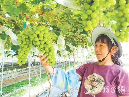 裕豐葡萄園管護(hù)人員查看葡萄長(zhǎng)勢(shì)。