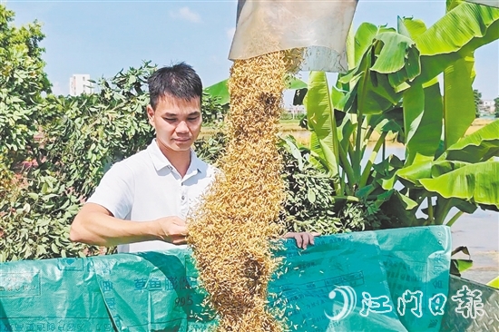 張和順第一時(shí)間觀察采收的早造稻谷。